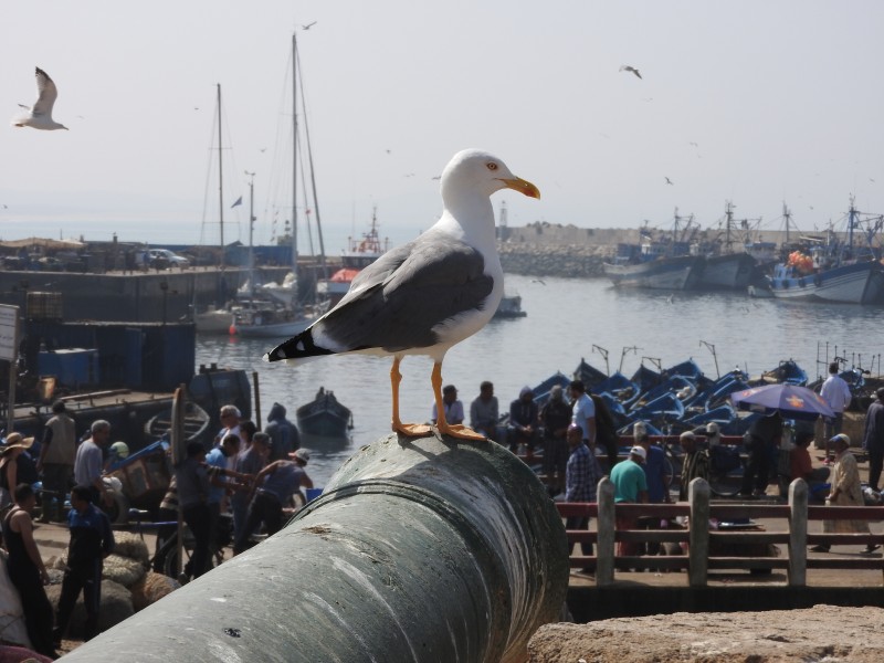 53 Escursione Ad Essaouira